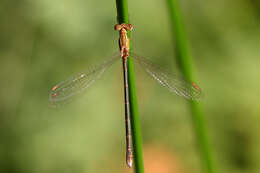 Image of Common Spreadwing