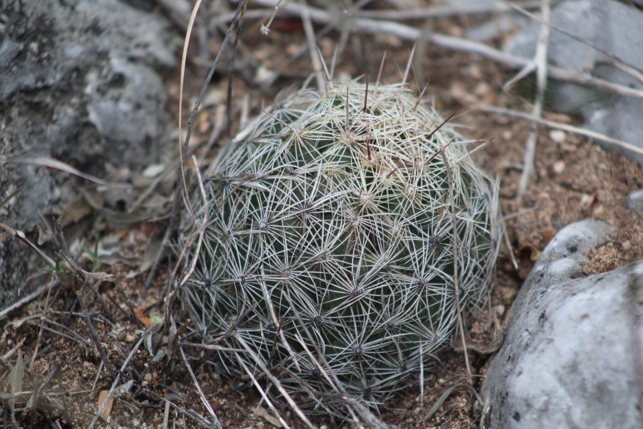 Image of Coryphantha pseudoechinus Boed.