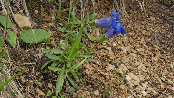 Image of Gentiana angustifolia Vill.