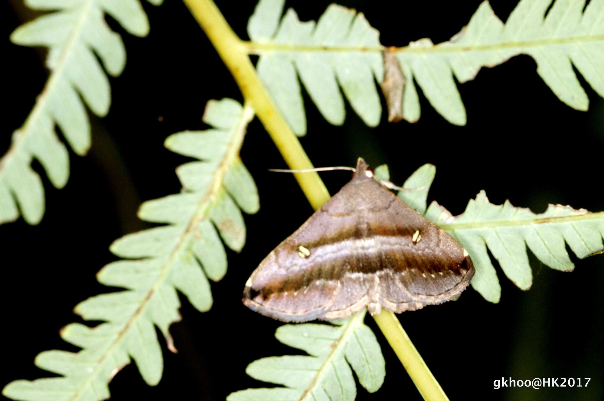 صورة Hadennia mysalis (Walker 1859)