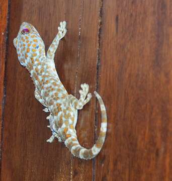 صورة Gekko gecko (Linnaeus 1758)