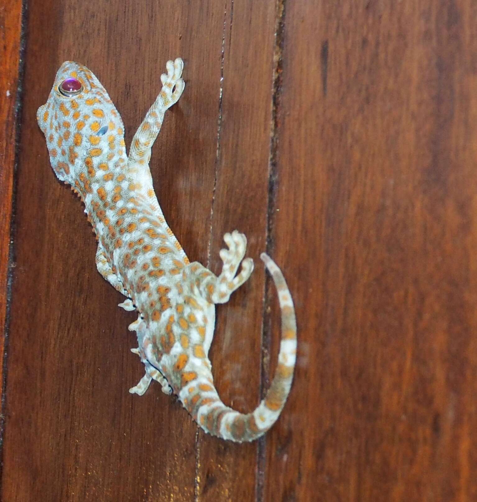 Imagem de Gekko gecko (Linnaeus 1758)