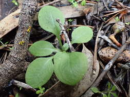 Image of Pterostylis erythroconcha M. A. Clem. & D. L. Jones