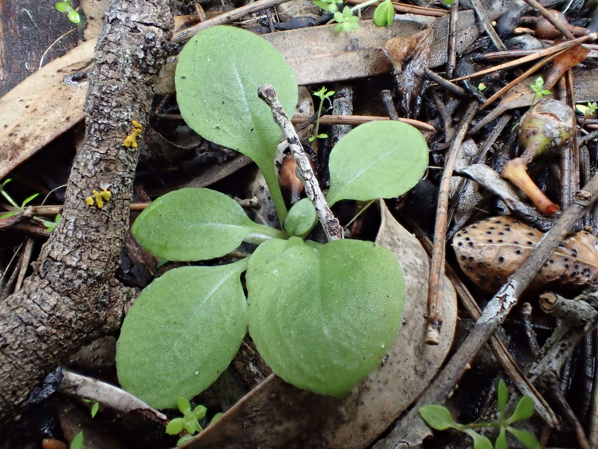 Image of Pterostylis erythroconcha M. A. Clem. & D. L. Jones