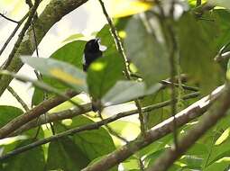 Image of White-rumped Robin