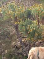 Image de Coreopsis gigantea (Kellogg) Hall