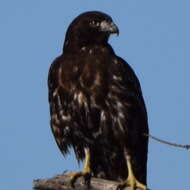 Image of Harlan's Hawk