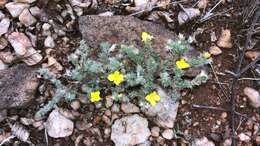 Image of Portulaca wightiana Wall.