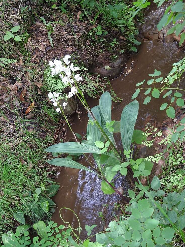 Image of Govenia liliacea (Lex.) Lindl.