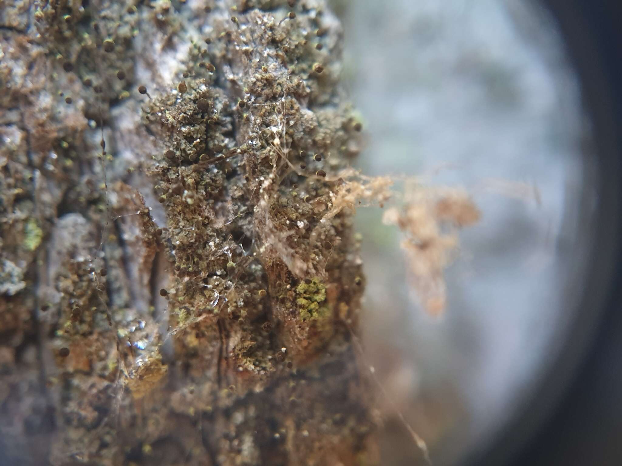 Image of needle lichen