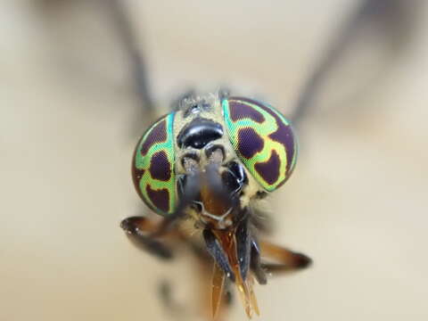 Image of Chrysops univittatus Macquart 1855