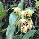 Слика од Epidendrum amblyantherum Hágsater & E. Santiago