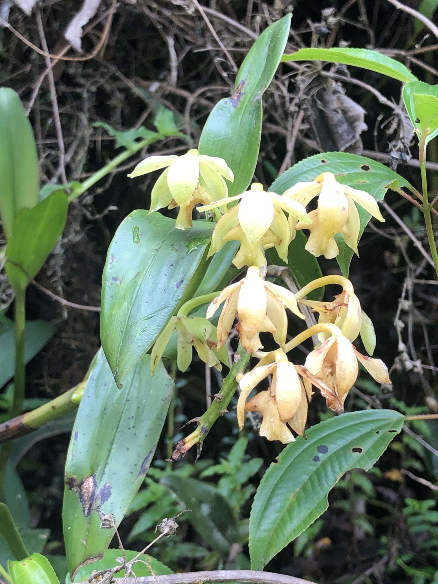 Image of Epidendrum amblyantherum Hágsater & E. Santiago