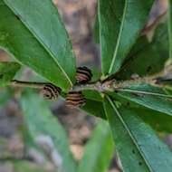 Image de Kokkocynips difficilis (Ashmead 1887) Nieves-Aldrey, Nicholls, Tang, Melika, Stone, Pujade-Villar, Buffington, Maldonado & Medianero 2021