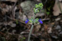 Image de Salvia nana Kunth