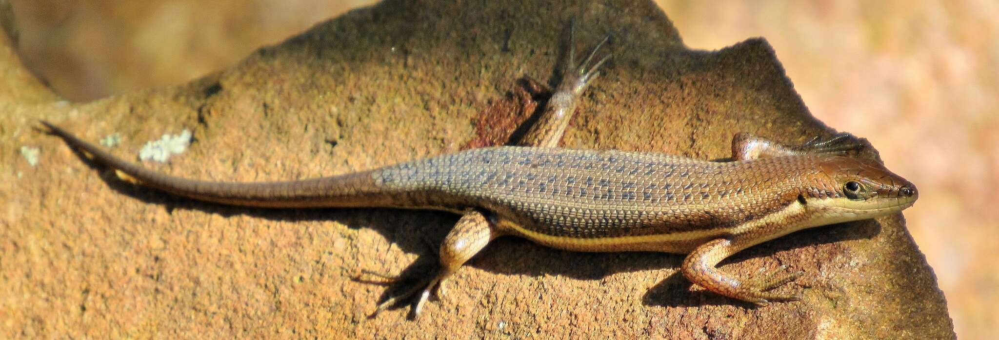 Image of Trachylepis varia (Peters 1867)