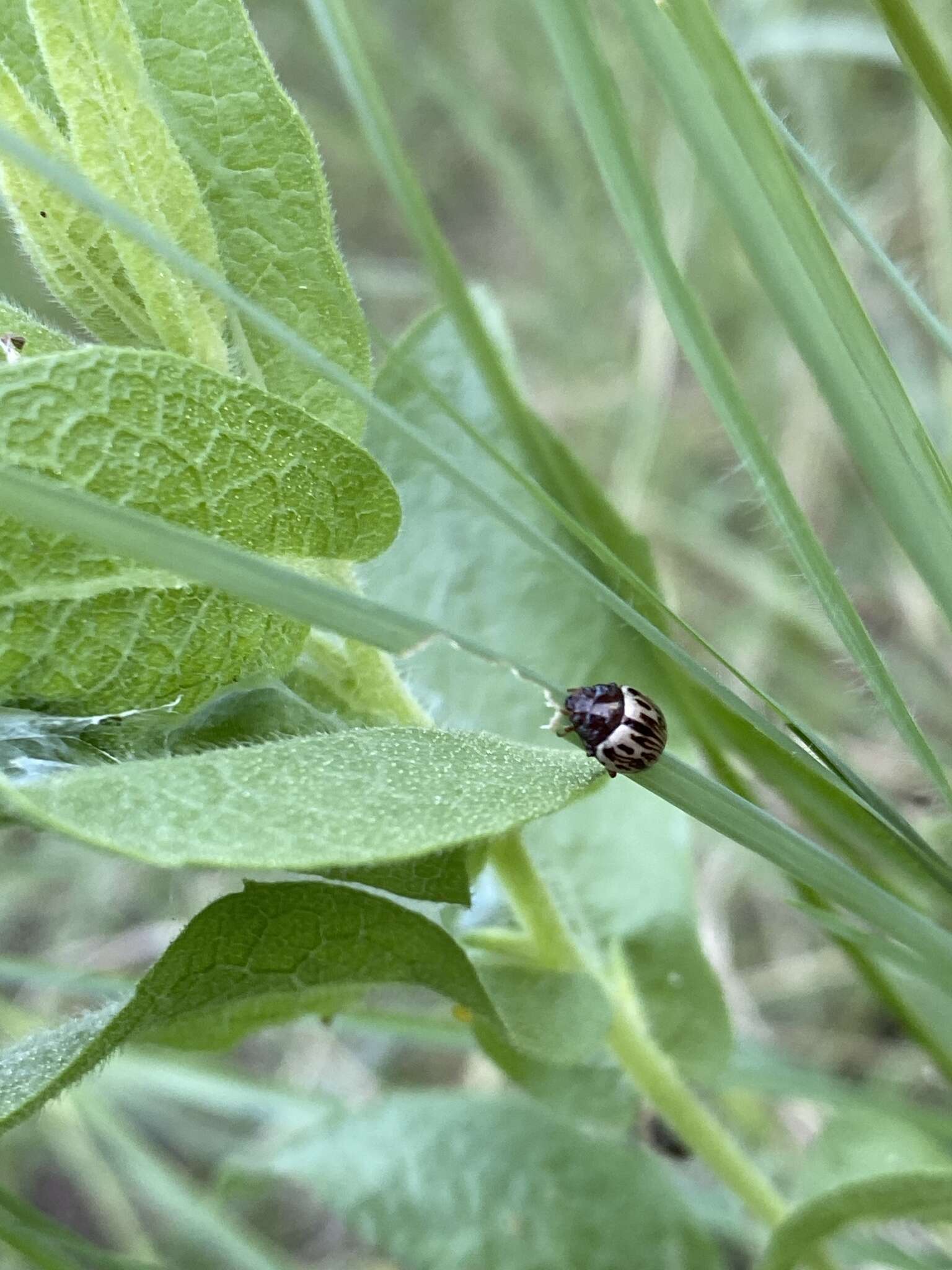 Image of Zygogramma (Zygospila) heterothecae Linell 1896