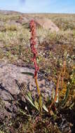 Rumex arcticus Trautv.的圖片