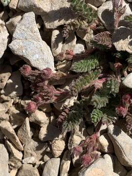 Image de Ivesia cryptocaulis (Clokey) Keck