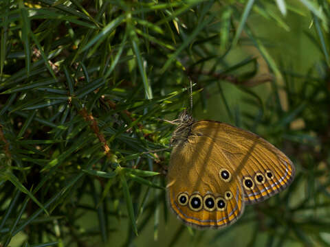 Imagem de Coenonympha oedippus Fabricius 1787