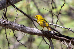 Image of Setophaga petechia rufopileata (Ridgway 1884)