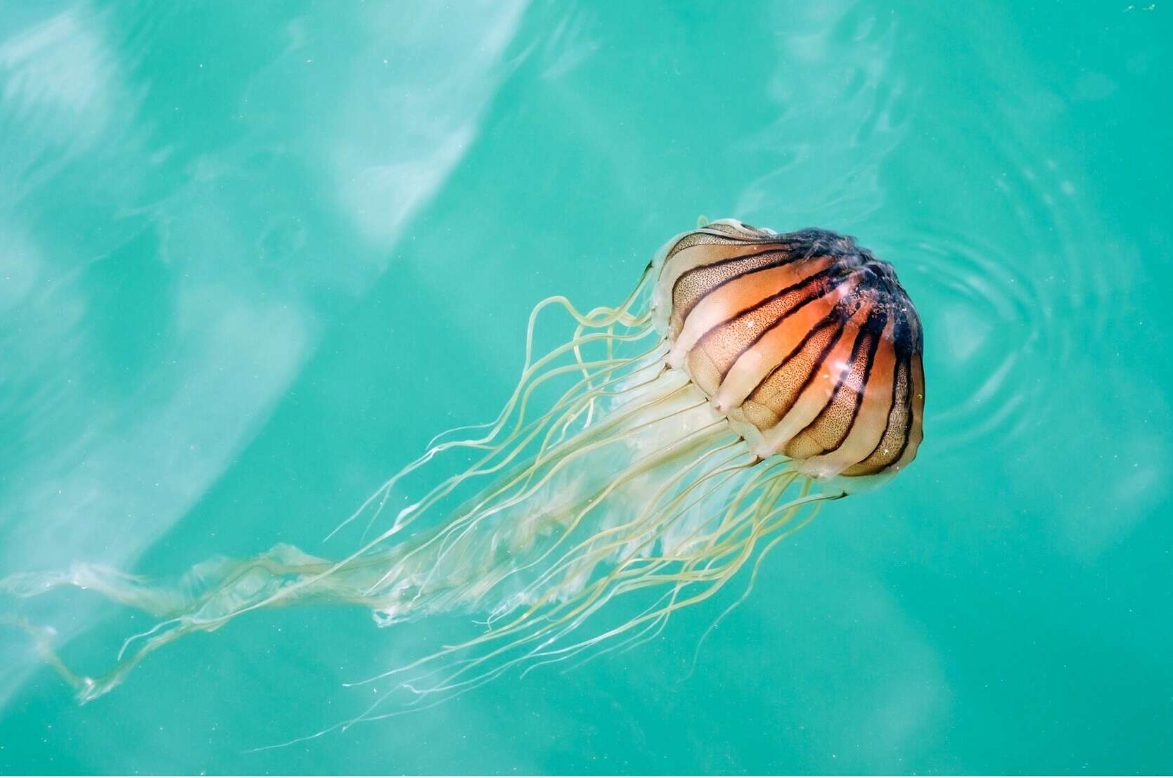 Image of sea nettle