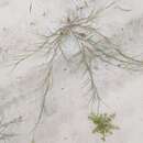 Image of slender sandbur