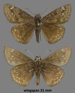 Image of Afranius Duskywing