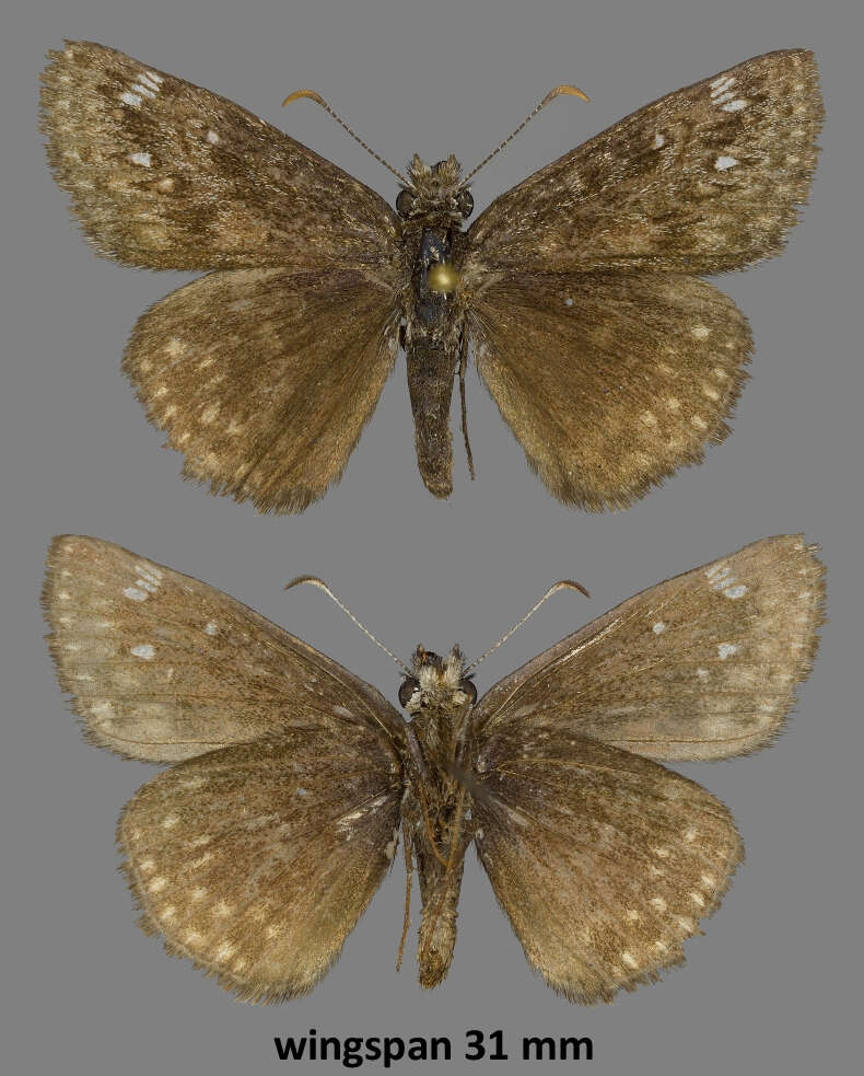 Erynnis afranius Lintner 1878的圖片