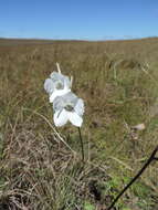 Plancia ëd Delphinium leroyi Franch. ex Huth