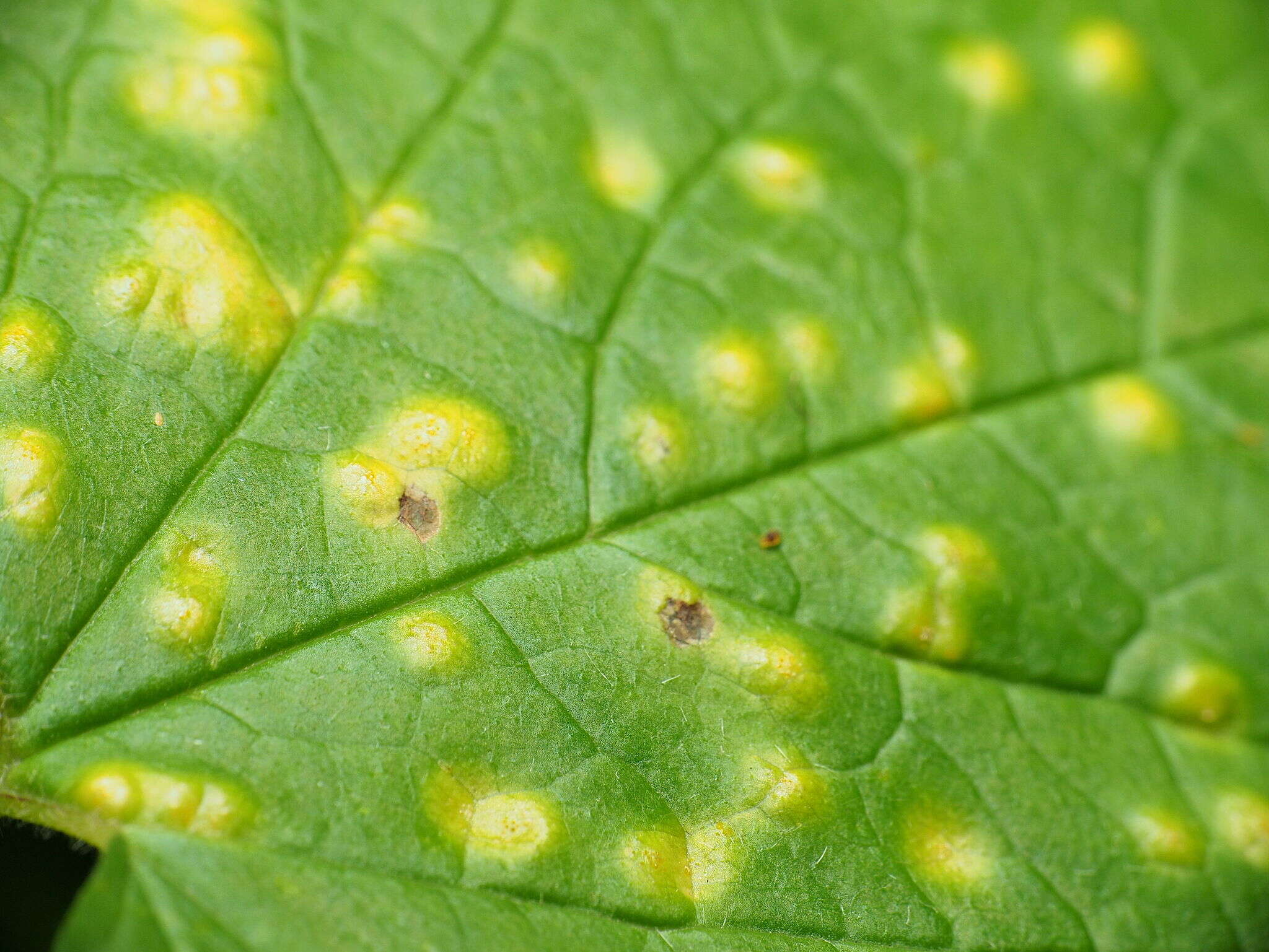 Image de Puccinia convolvuli (Pers.) Castagne 1842