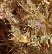 Image of Red Toothed Star-thistle