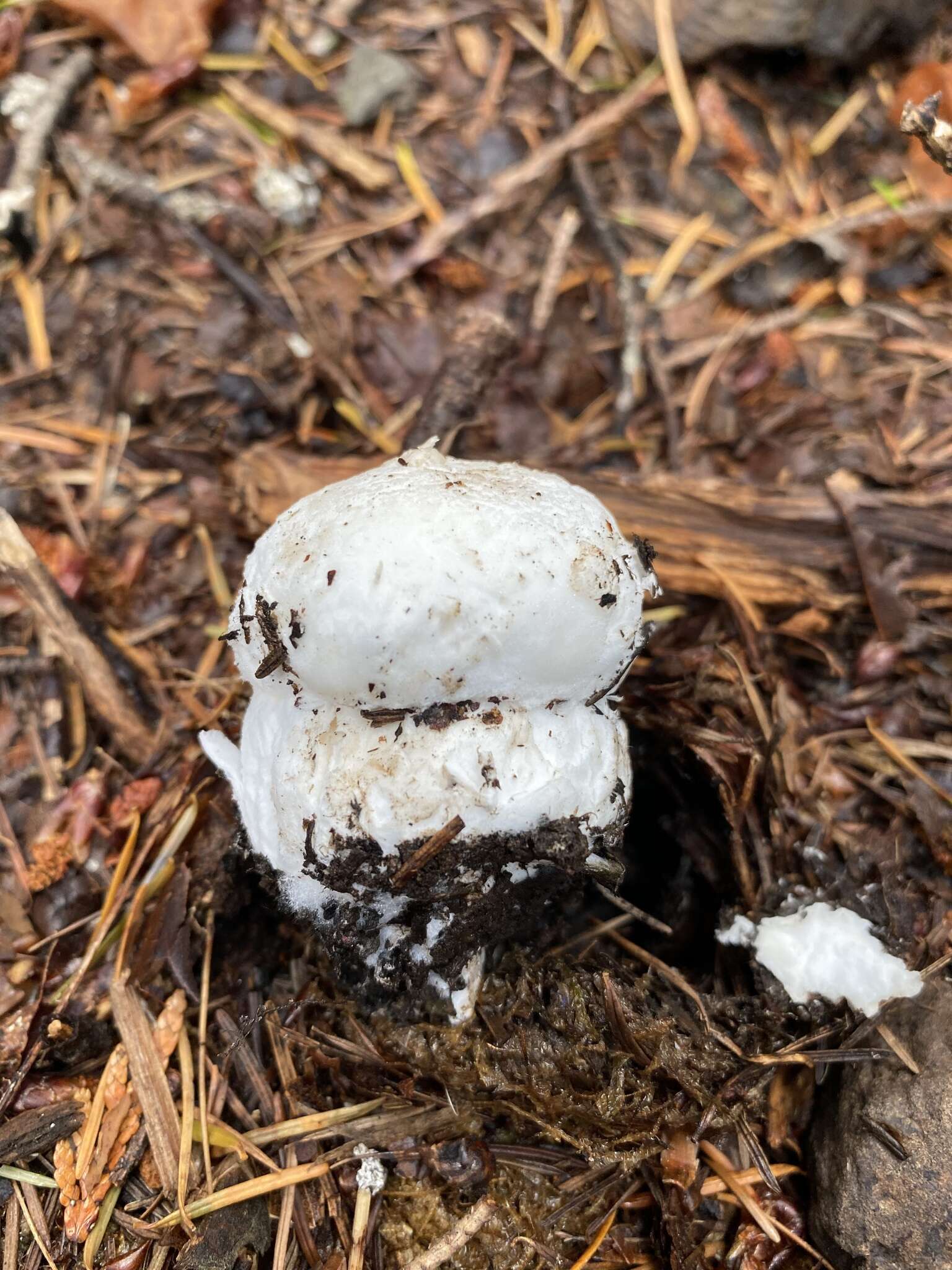 Image of Amanita silvicola Kauffman 1926