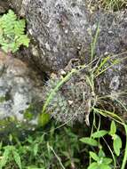 Image of Mammillaria sonorensis R. T. Craig