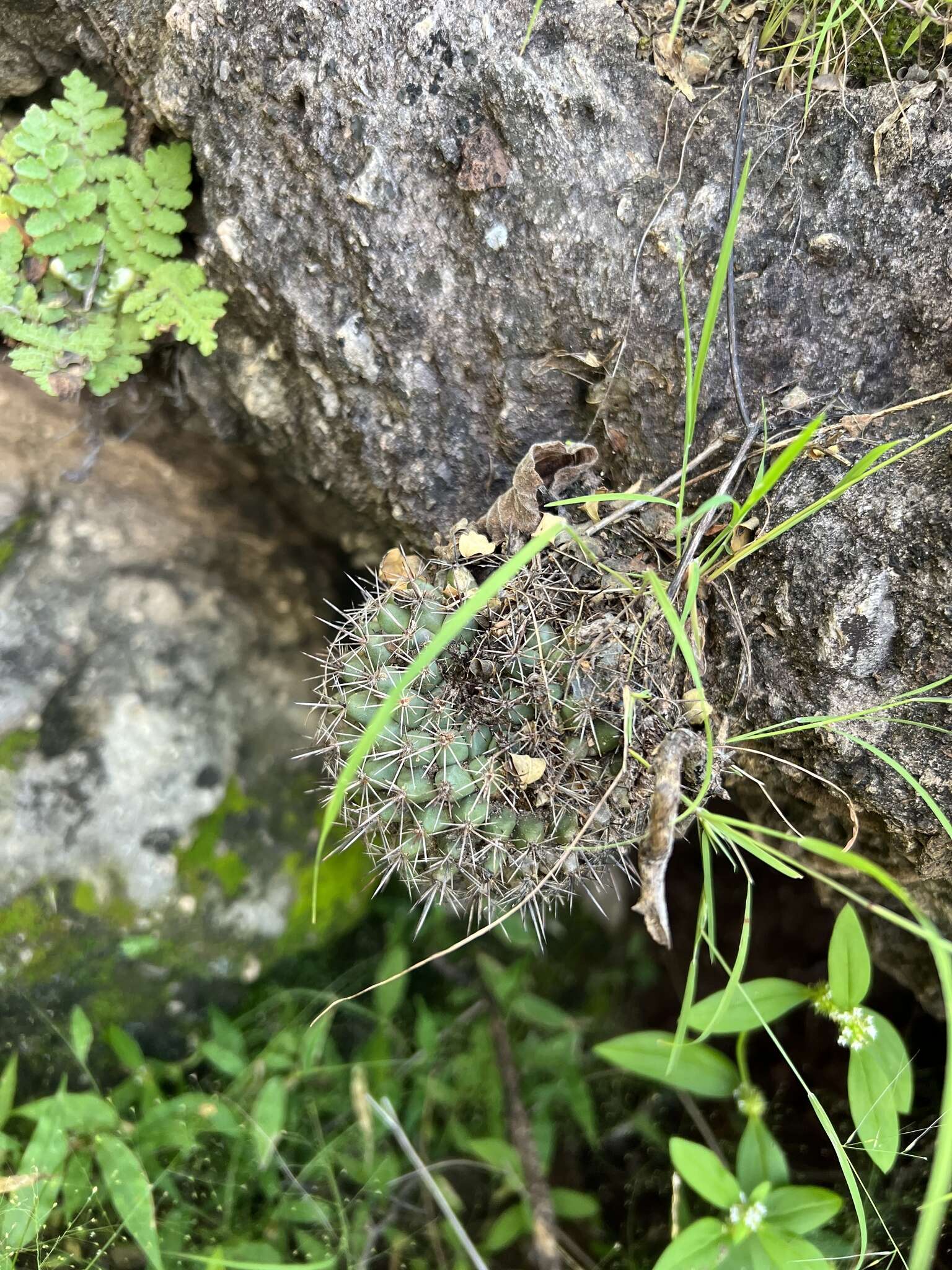 Image of Mammillaria sonorensis R. T. Craig