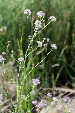 Слика од Thelypodium integrifolium subsp. complanatum Al-Shehbaz