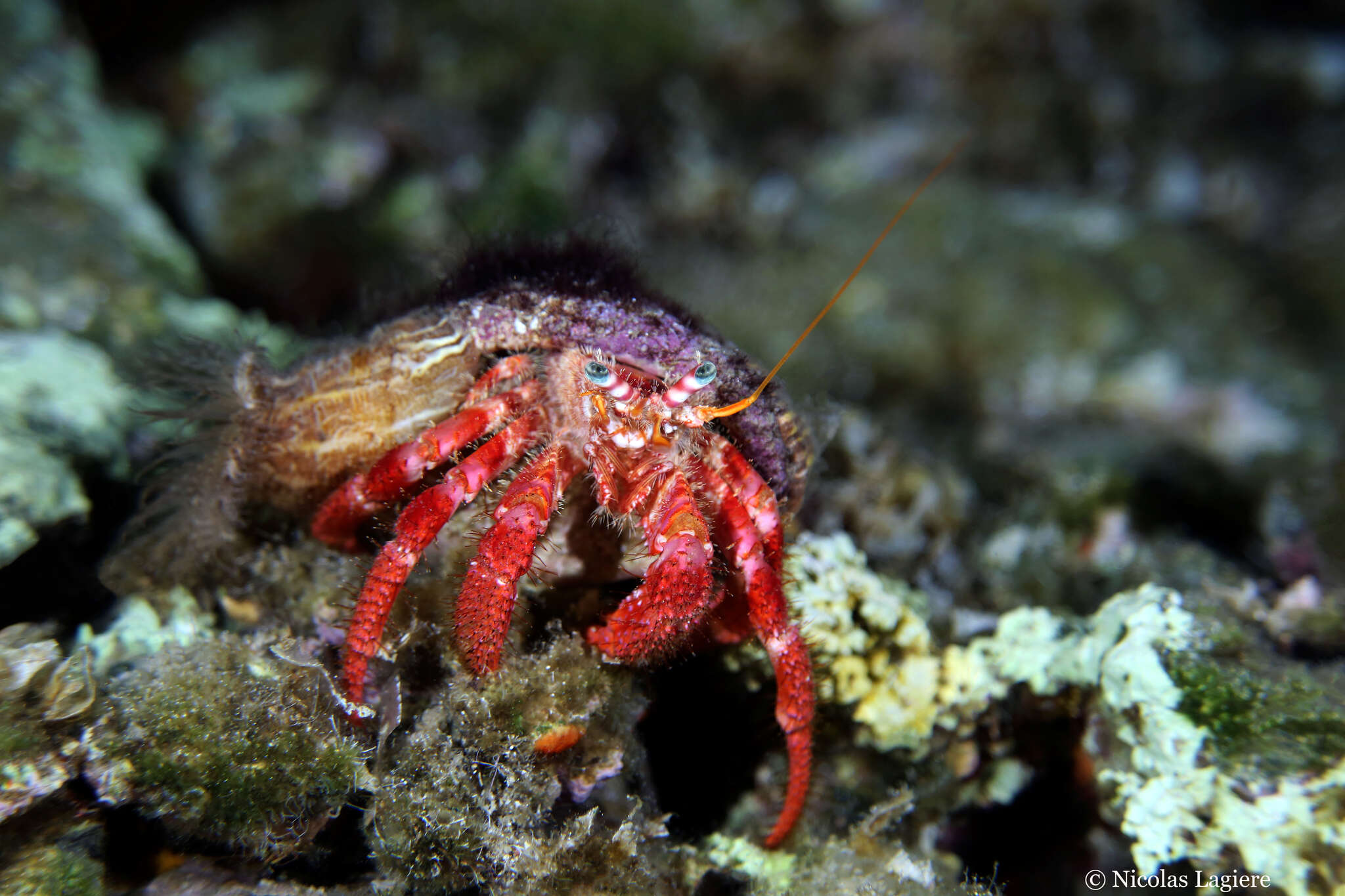 Image of Mediterranean hermit crab