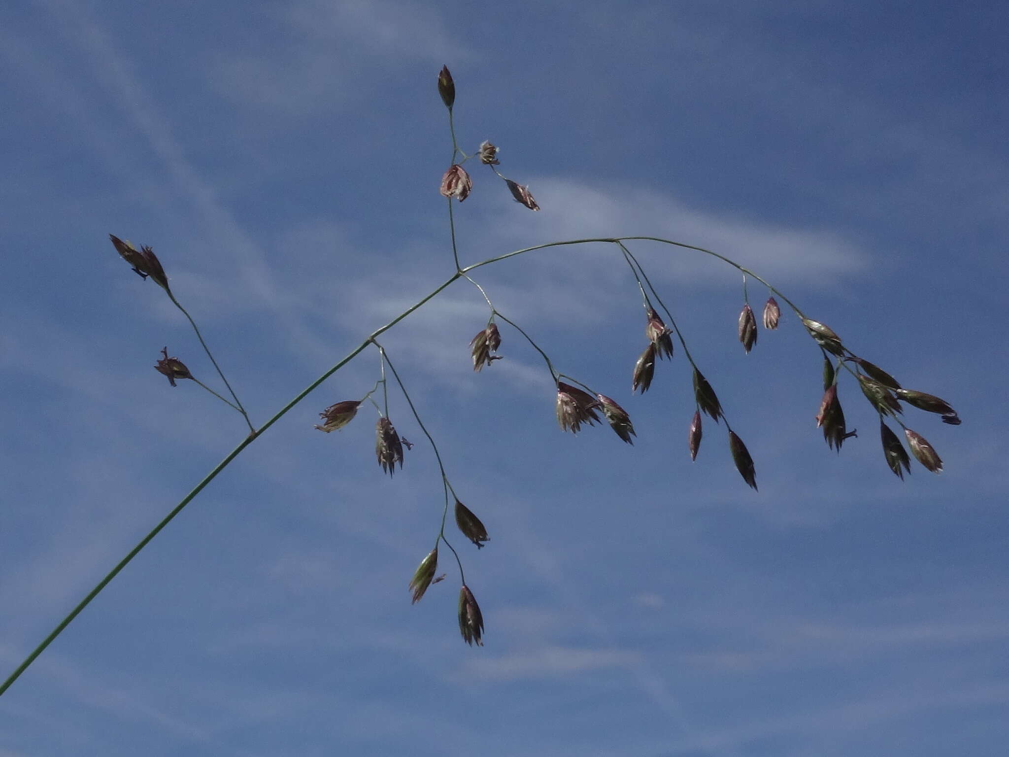 Plancia ëd Festuca pulchella Schrad.