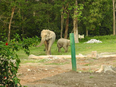 Image of Indian elephant