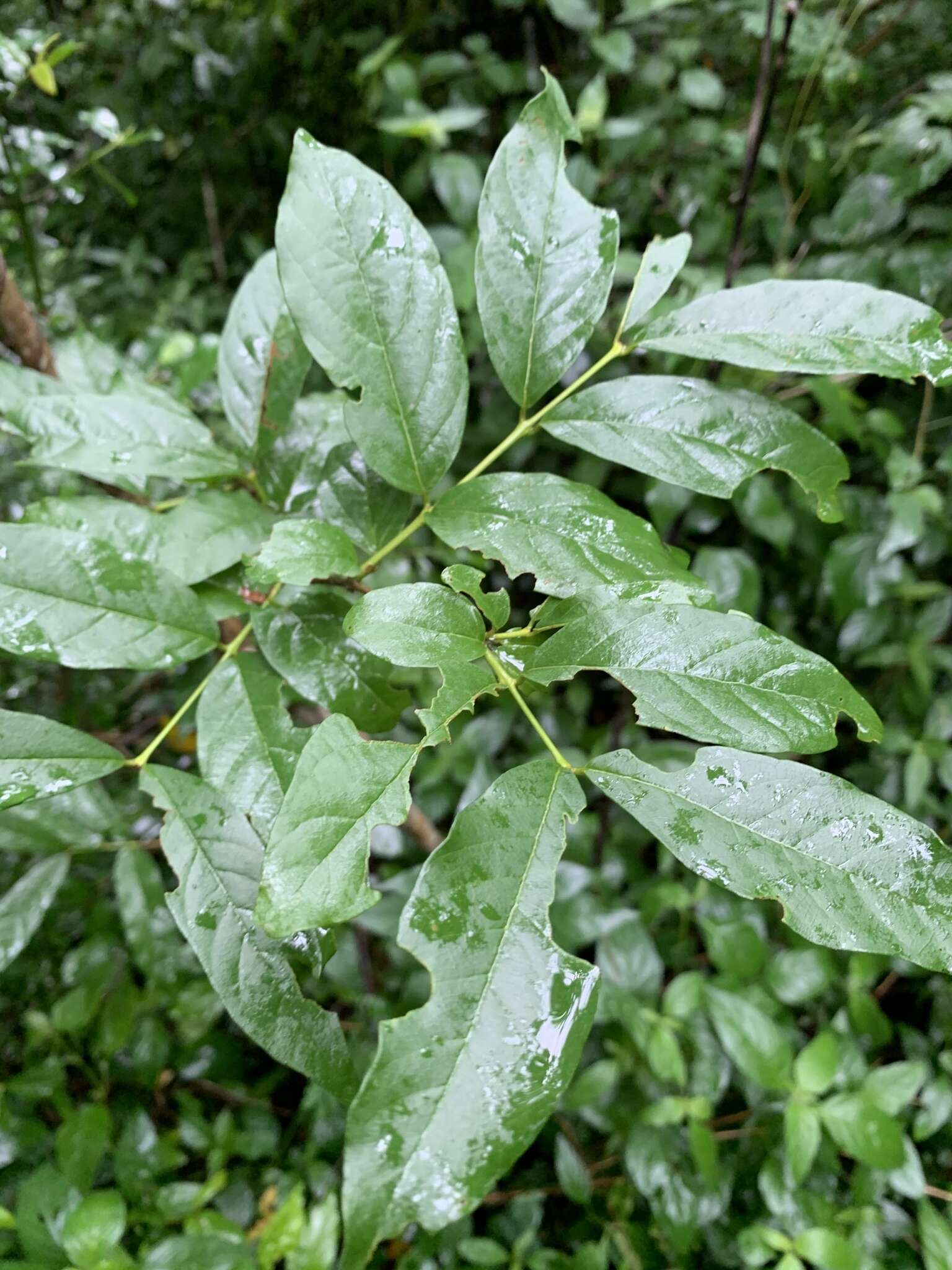 Image of Combretum woodii Dümmer