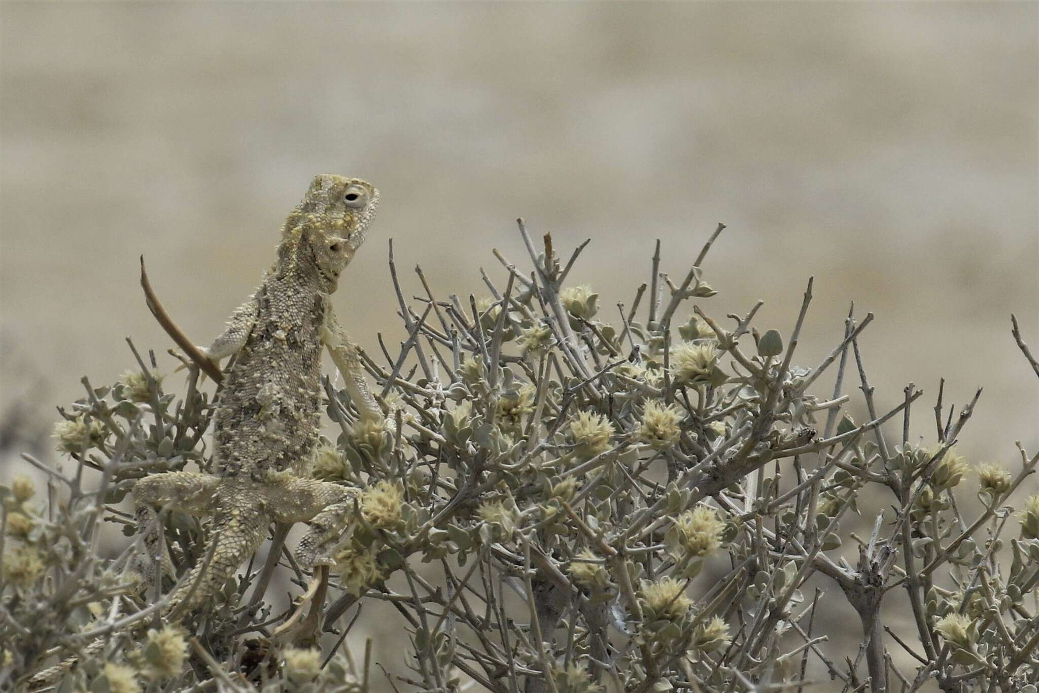 Image of Etosha Agama