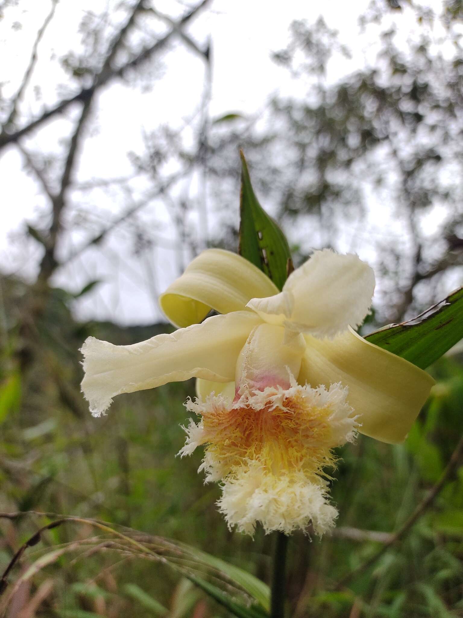 Image of Sobralia fimbriata Poepp. & Endl.