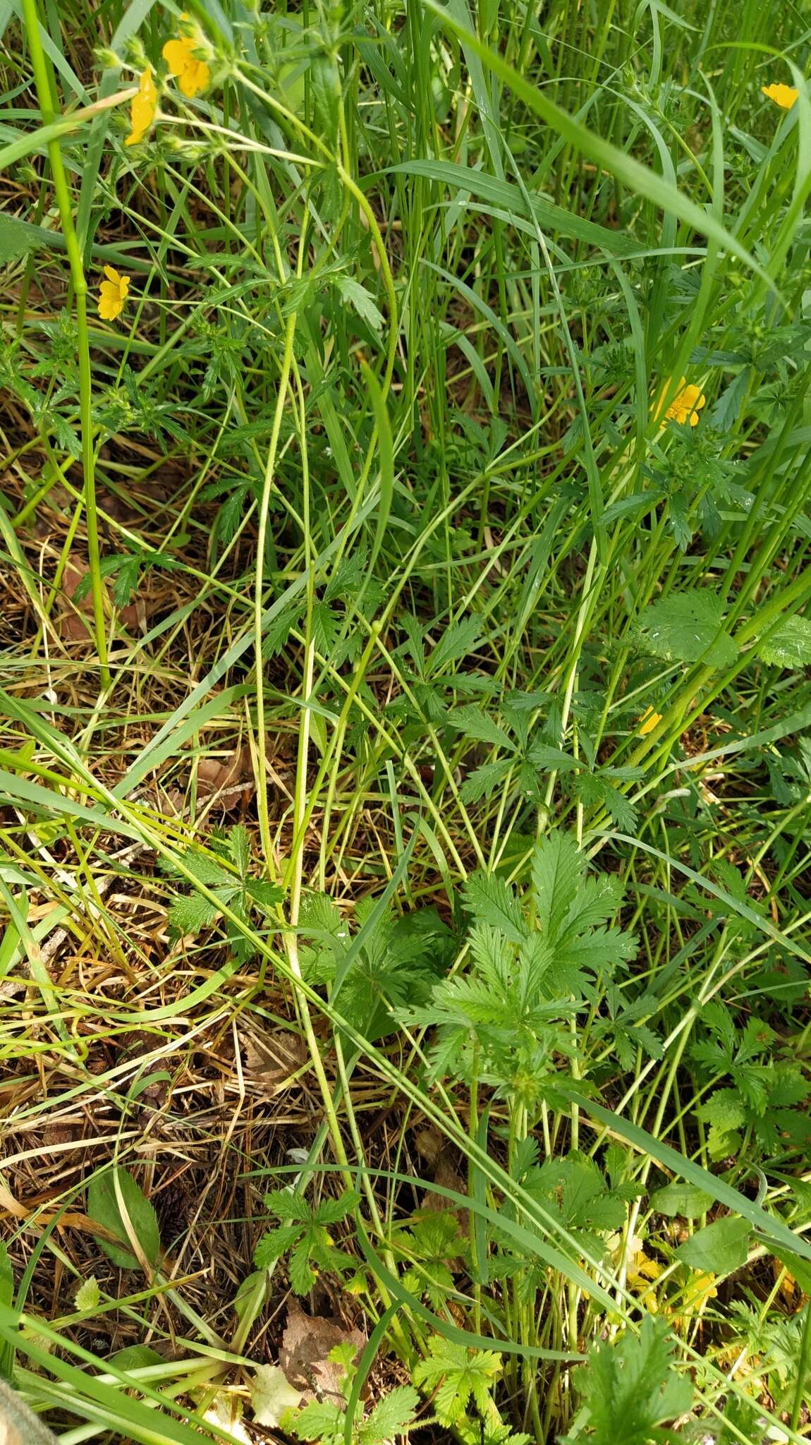 Image of European cinquefoil