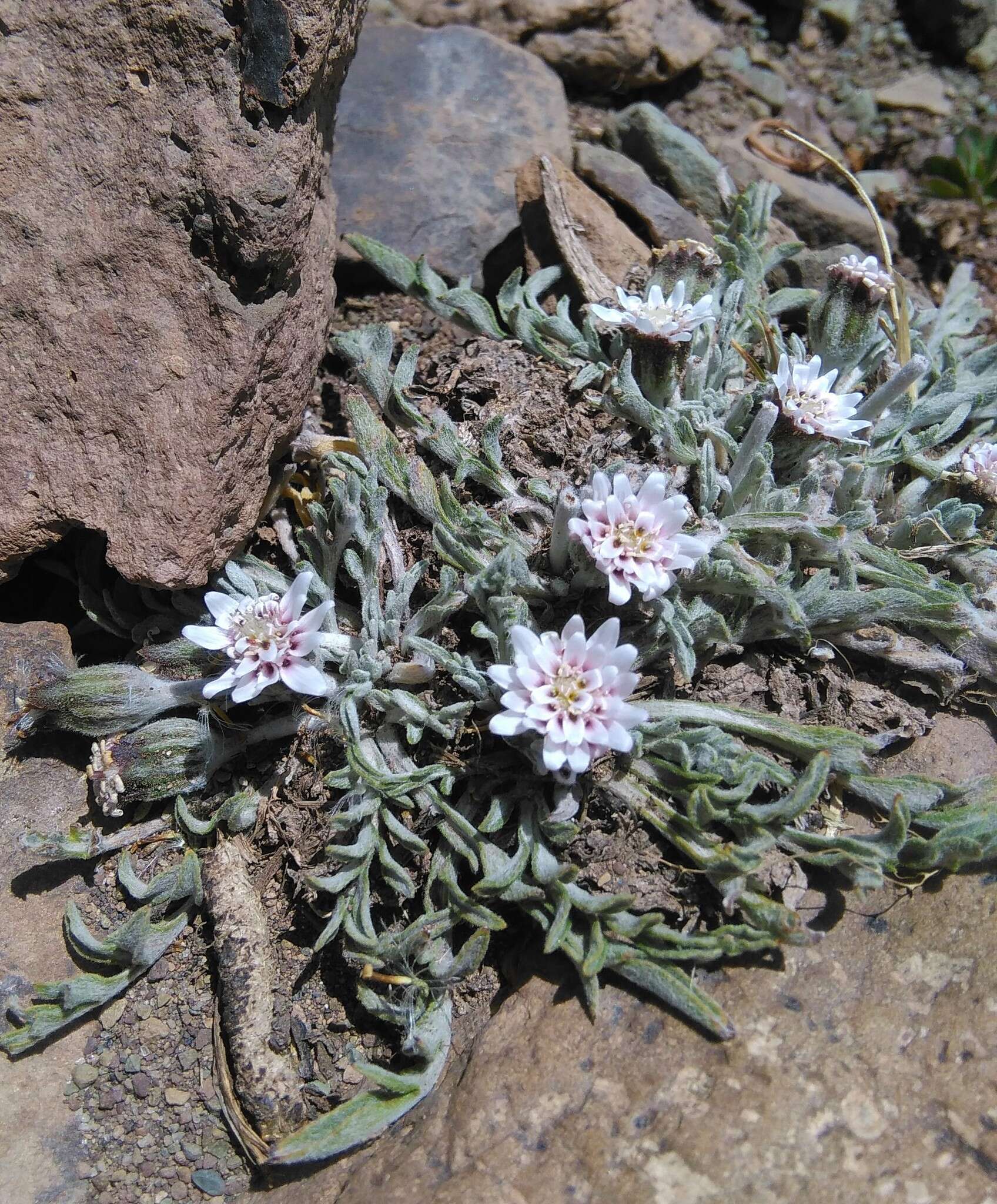 Image de Leucheria candidissima Gill. & D. Don