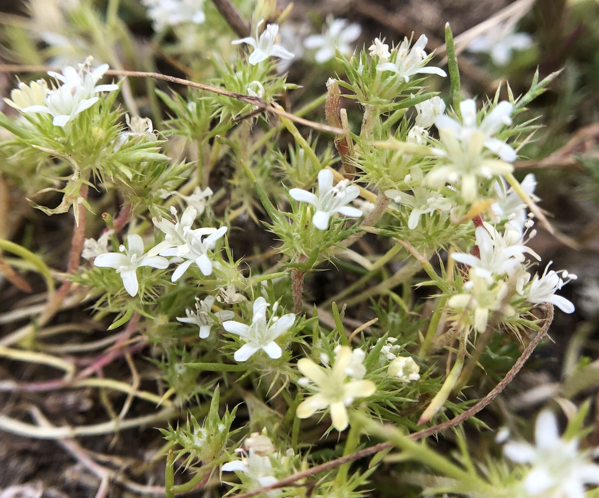 Image of Baker's navarretia