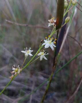 Image de Schoenolirion albiflorum (Raf.) R. R. Gates