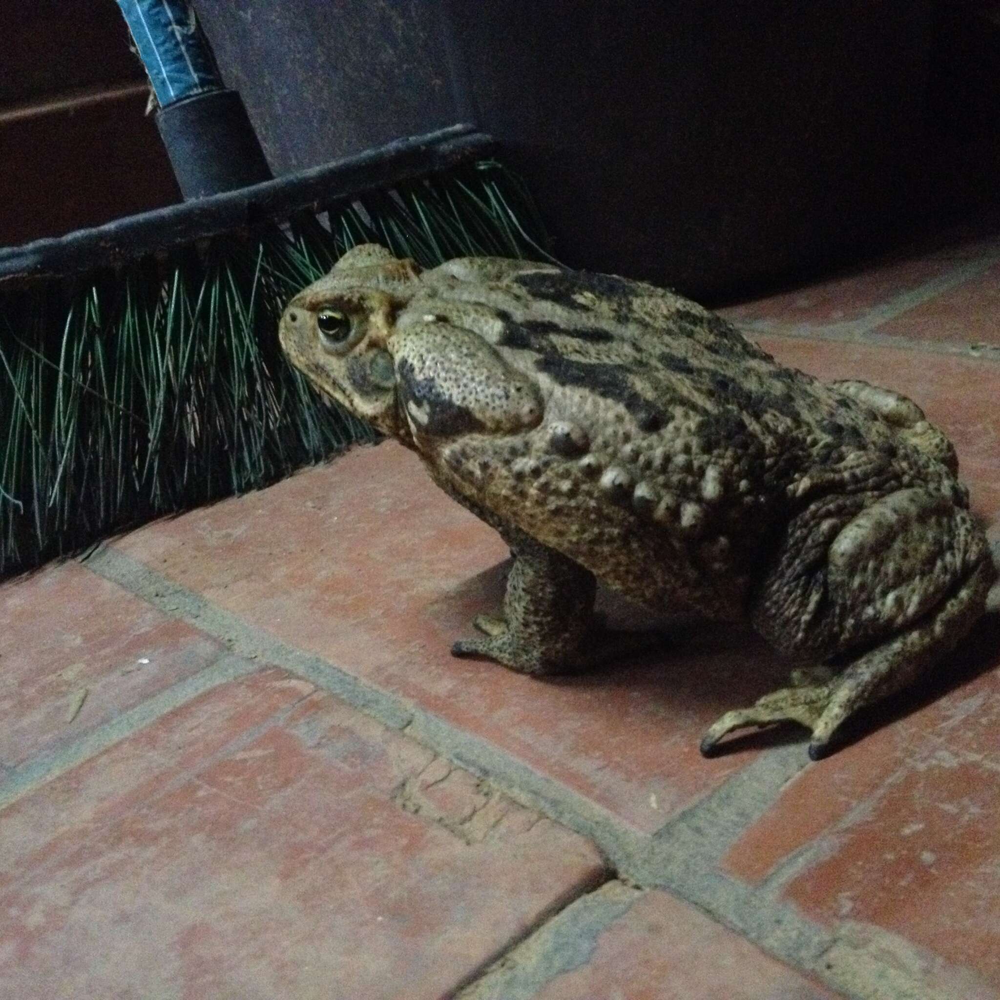 Image of Cururu Toad