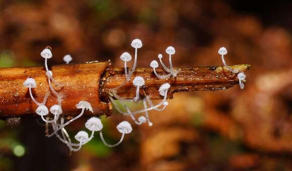 Image de Mycena maldea Grgur. 1997