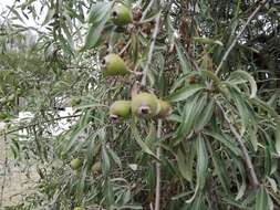 Plancia ëd Pyrus salicifolia Pall.