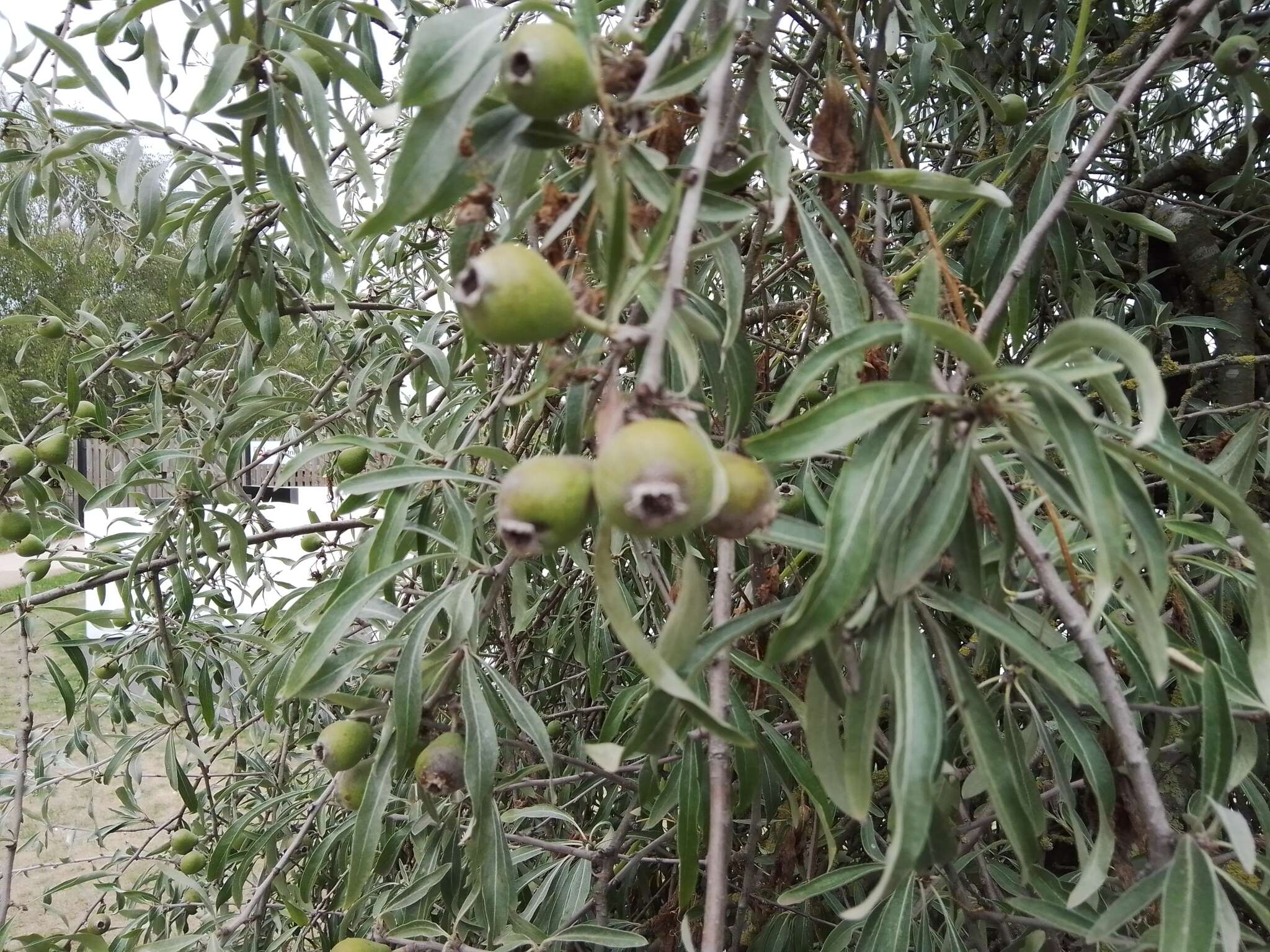 Plancia ëd Pyrus salicifolia Pall.